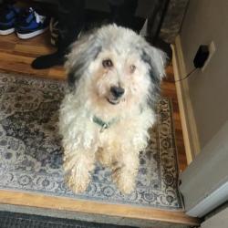 Shelter Stray Male Dog last seen Near BLOCK EASTWOOD ST, DETROIT, MI 48205, 7401 Chrysler Dr, Detroit, MI 48211, USA