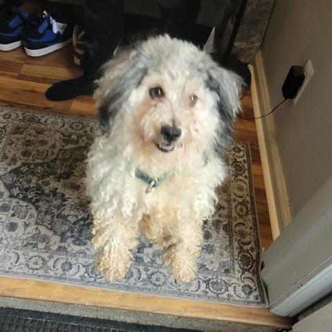 Shelter Stray Male Dog last seen Near BLOCK EASTWOOD ST, DETROIT, MI 48205, 7401 Chrysler Dr, Detroit, MI 48211, USA