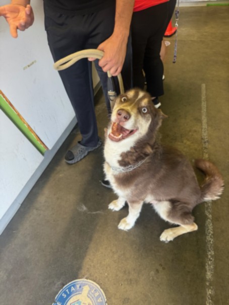 Shelter Stray Male Dog last seen , 1850 W 60th St, Los Angeles, CA 90047, USA