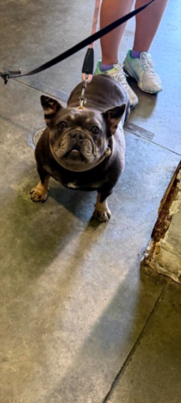 Shelter Stray Female Dog last seen , 1850 W 60th St, Los Angeles, CA 90047, USA