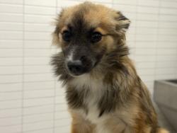 Shelter Stray Male Dog last seen , 1850 W 60th St, Los Angeles, CA 90047, USA