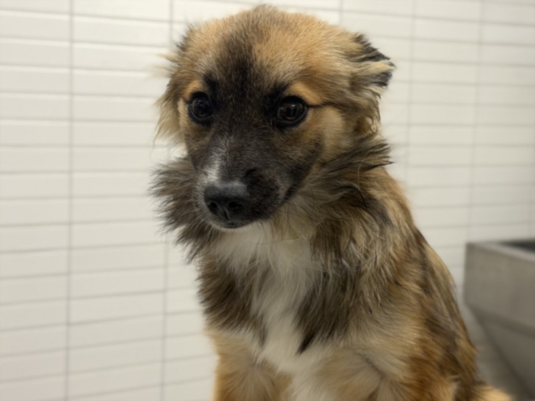 Shelter Stray Male Dog last seen , 1850 W 60th St, Los Angeles, CA 90047, USA