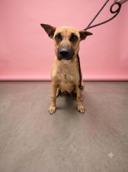 Shelter Stray Female Dog last seen , 1850 W 60th St, Los Angeles, CA 90047, USA