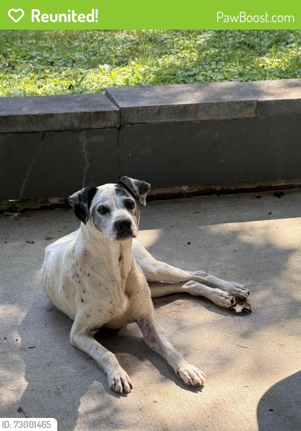 Reunited Female Dog last seen Oliver Springs, Tn, Oliver Springs, TN 37840