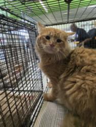 Shelter Stray Male Cat last seen , 1850 W 60th St, Los Angeles, CA 90047, USA