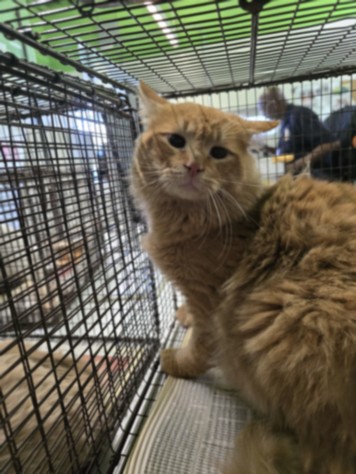 Shelter Stray Male Cat last seen , 1850 W 60th St, Los Angeles, CA 90047, USA