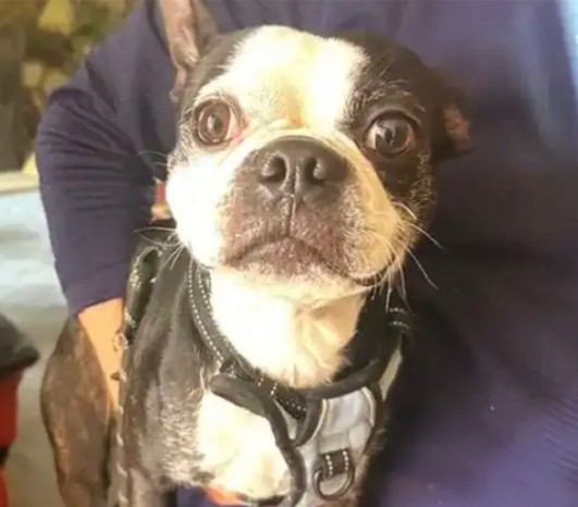 Shelter Stray Male Dog last seen Near BLOCK BLCK E WILLOW ST, LONG BEACH, CA 90815, 7700 E Spring St, Long Beach, CA 90815, USA