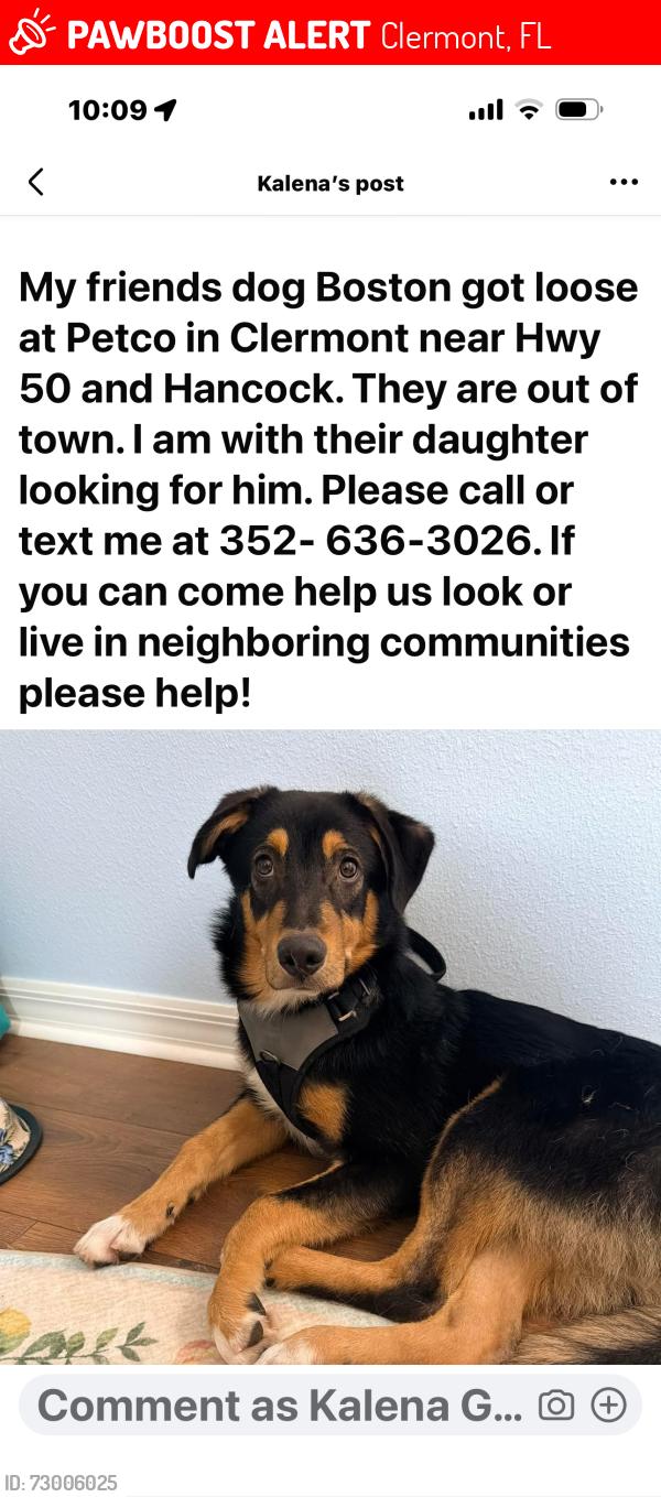 Lost Male Dog last seen Church at South Lake , Clermont, FL 34711
