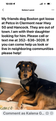 Lost Male Dog last seen Church at South Lake , Clermont, FL 34711