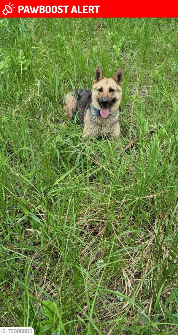 Lost Female Dog last seen Beauford, MN, Beauford Township, MN 56065