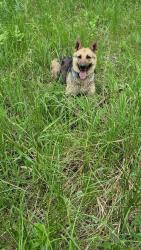 Lost Female Dog last seen Beauford, MN, Beauford Township, MN 56065
