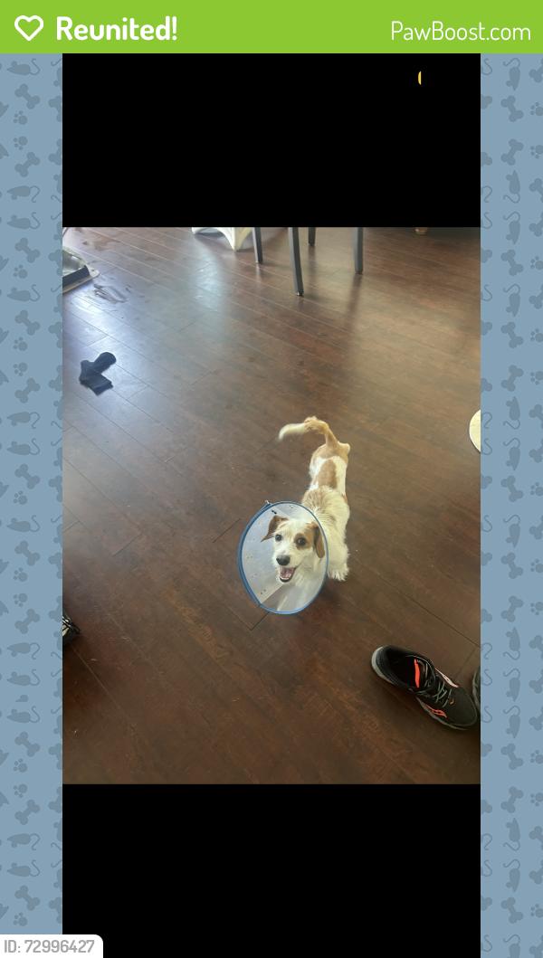 Reunited Female Dog last seen Headed to the Venice pier on Washington , Los Angeles, CA 90292