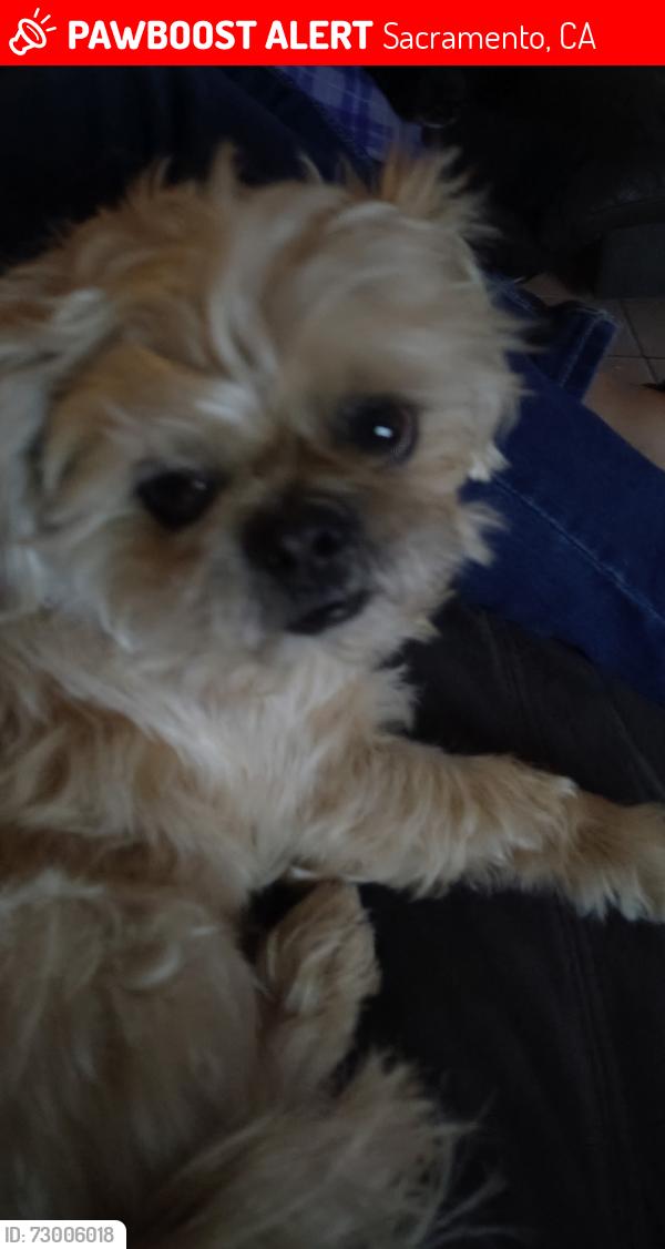 Lost Female Dog last seen Wire road, 54th, Sacramento, CA 95824