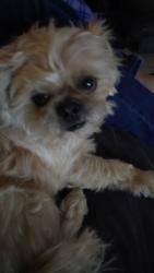 Lost Female Dog last seen Wire road, 54th, Sacramento, CA 95824