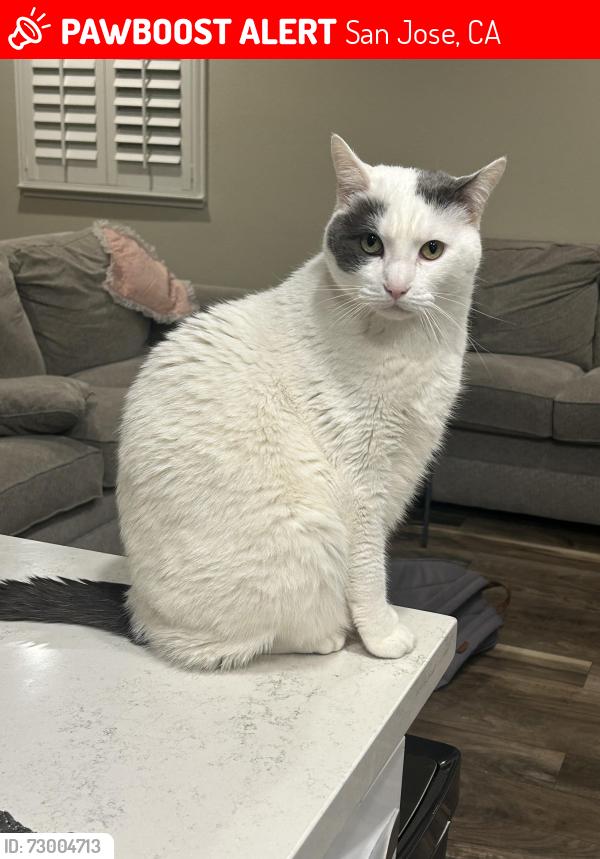 Lost Male Cat last seen S Monroe Street and Stevens Creek Boulevard , San Jose, CA 95128
