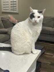 Lost Male Cat last seen S Monroe Street and Stevens Creek Boulevard , San Jose, CA 95128