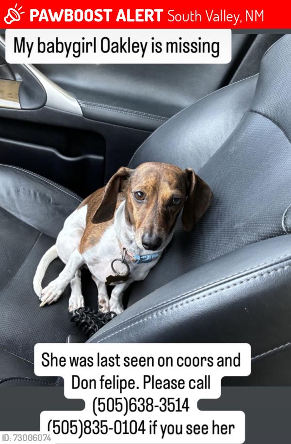 Lost Female Dog last seen Don Felipe and Coors, South Valley, NM 87105