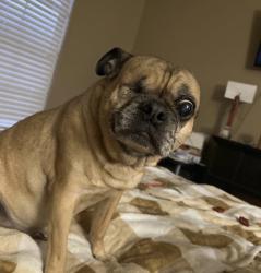 Reunited Female Dog last seen anderson mill, Austin, TX 78750