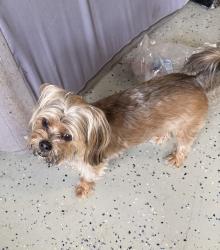 Reunited Male Dog last seen Rolling Acres and Chinn Chapel , Lewisville, TX 75077