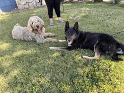 Found/Stray Male Dog last seen McLaughlin and Bilbo, San Jose, CA 95121
