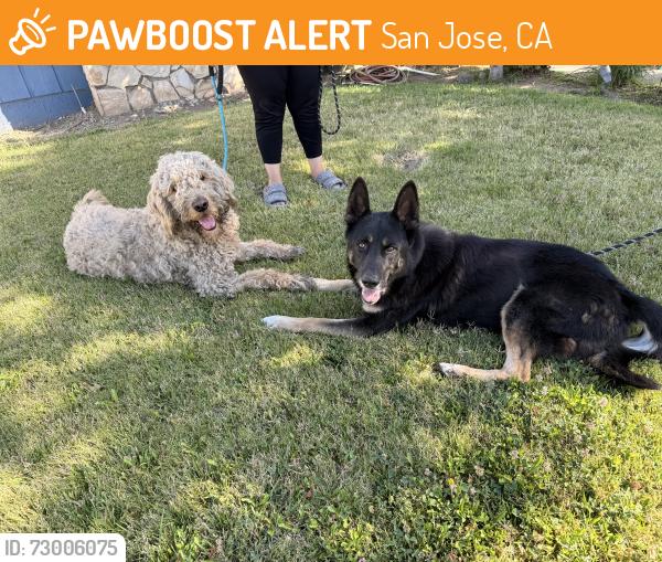 Found/Stray Male Dog last seen McLaughlin and Bilbo, San Jose, CA 95121