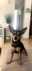 Reunited Female Dog last seen Near RED BRUSH TRL, Fort Worth, TX 76131