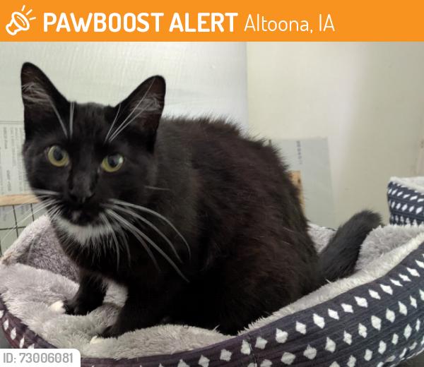 Found/Stray Unknown Cat last seen Children of Christ preschool , Altoona, IA 50009