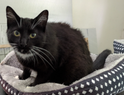 Found/Stray Unknown Cat last seen Children of Christ preschool , Altoona, IA 50009