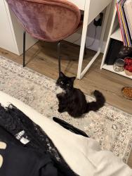 Found/Stray Male Cat last seen Pinoak Dr Grand Prairie Tx, Grand Prairie, TX 75052