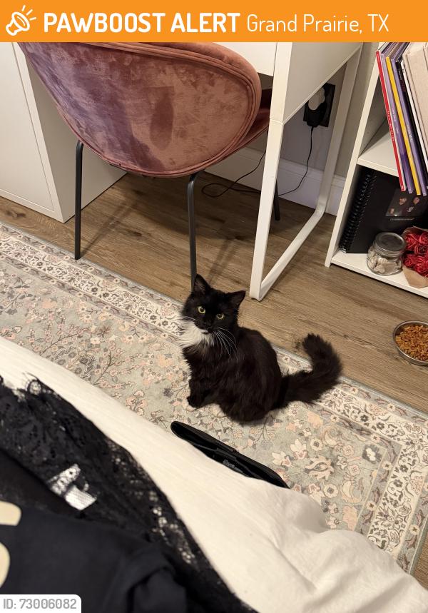 Found/Stray Male Cat last seen Pinoak Dr Grand Prairie Tx, Grand Prairie, TX 75052