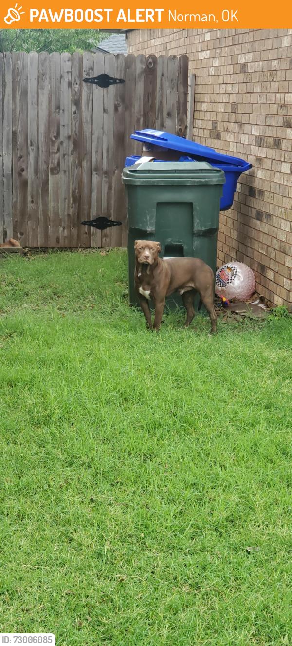 Found/Stray Male Dog last seen Crystal Cir and Porter, Norman, OK 73069