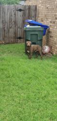 Found/Stray Male Dog last seen Crystal Cir and Porter, Norman, OK 73069