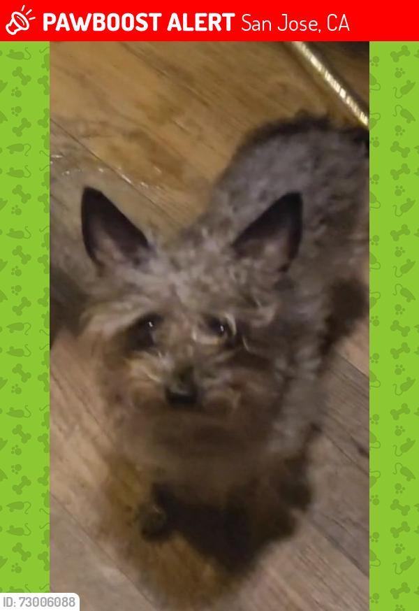 Lost Female Dog last seen Mcglaughin , San Jose, CA 95122