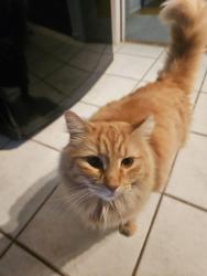 Reunited Male Cat last seen Century and Portage, Winnipeg, MB R3J 1K1