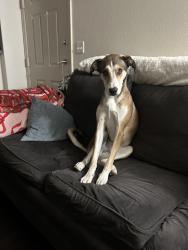 Reunited Male Dog last seen 120th street and south Boulder rd, Lafayette CO 80026, Lafayette, CO 80026