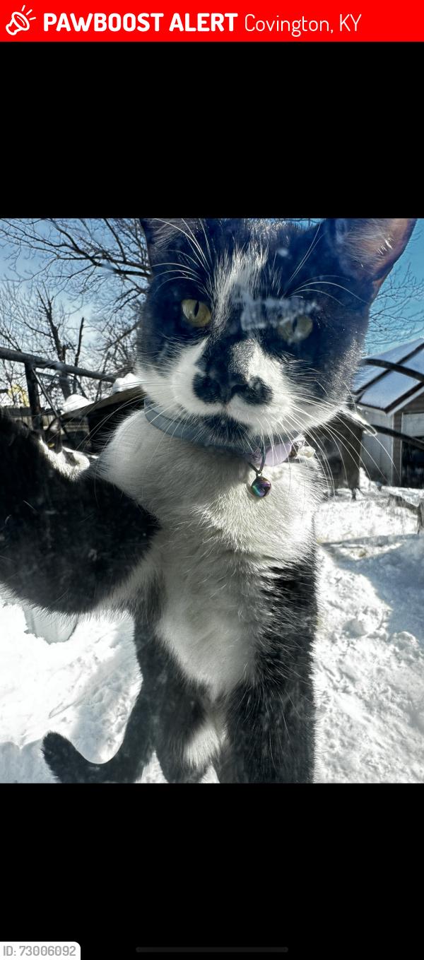 Lost Female Cat last seen On the other side of the Latonia library , Covington, KY 41015