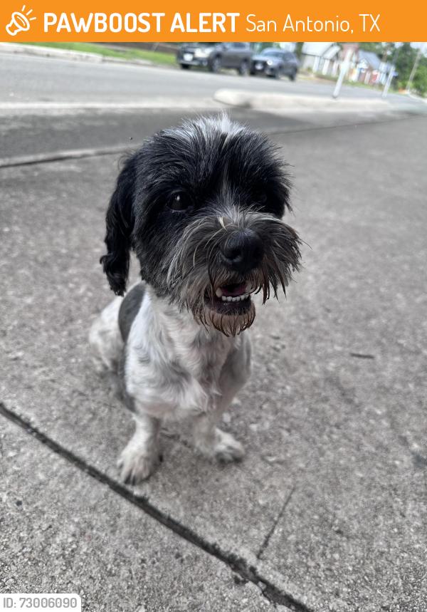 Found/Stray Unknown Dog last seen Buena Vista and S. Smith near Shotgun / Mural Coffee, San Antonio, TX 78207