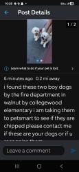Found/Stray Male Dog last seen Aubrey , Walnut, CA 91789