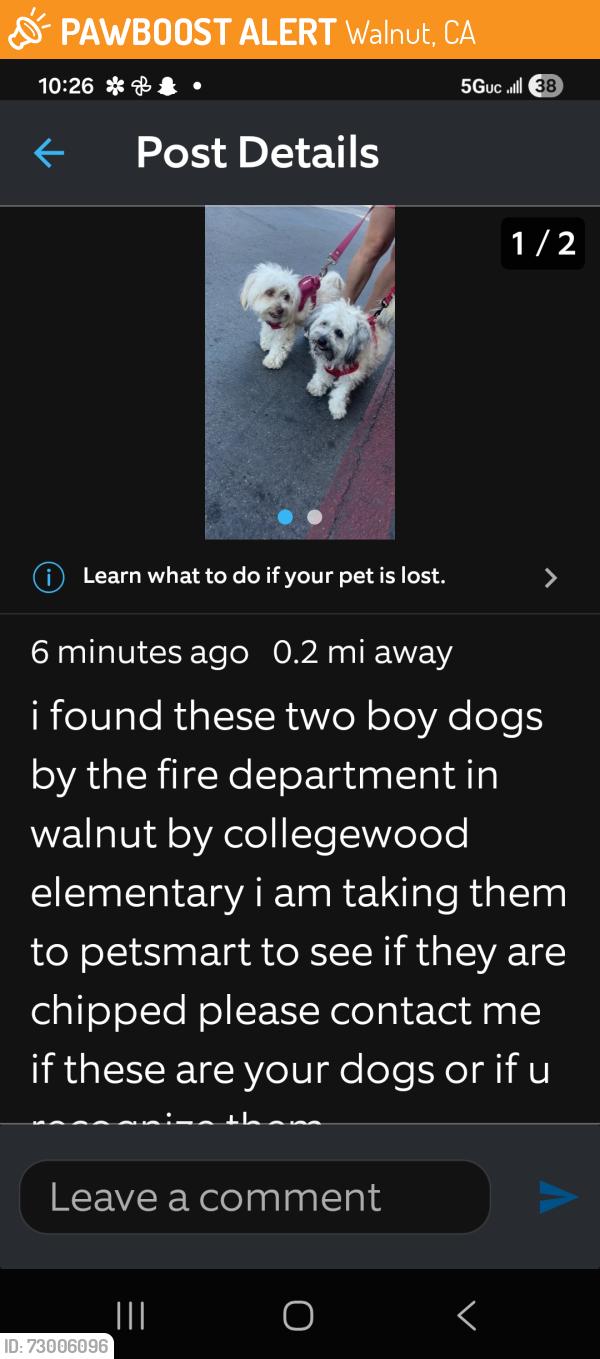Found/Stray Male Dog last seen Aubrey , Walnut, CA 91789