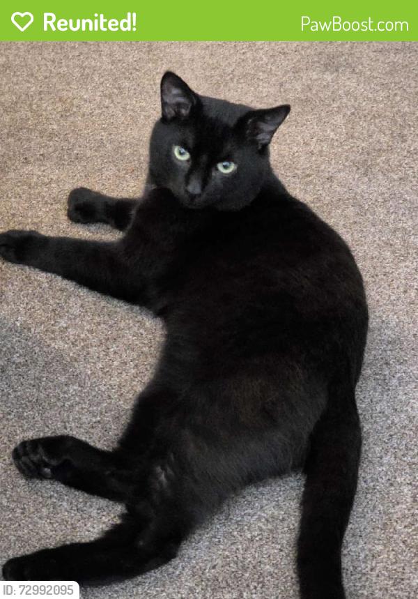 Reunited Male Cat last seen Alum Rock Pelham, West Midlands, England B8 3EH