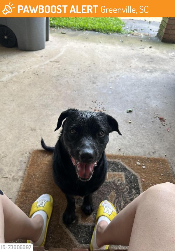 Found/Stray Male Dog last seen Farmington, Greenville, SC 29605