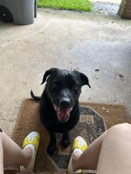 Found/Stray Male Dog last seen Farmington, Greenville, SC 29605