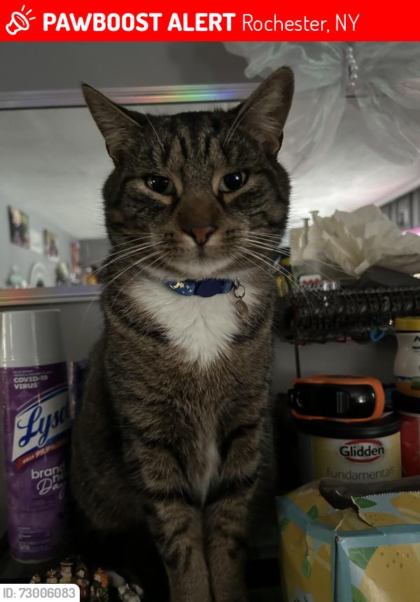 Lost Male Cat last seen Denise/armstrong area Greece, Rochester, NY 14616