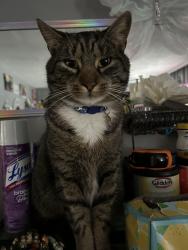 Lost Male Cat last seen Denise/armstrong area Greece, Rochester, NY 14616