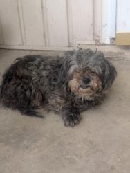 Found/Stray Unknown Dog last seen St rt 82 & Chamberlain, Mantua Township, OH 44202