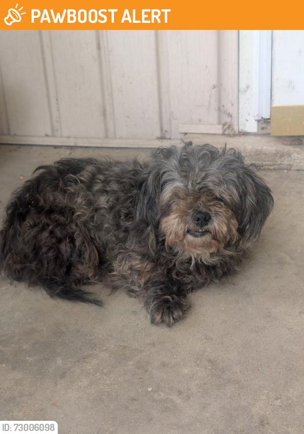 Found/Stray Unknown Dog last seen St rt 82 & Chamberlain, Mantua Township, OH 44202