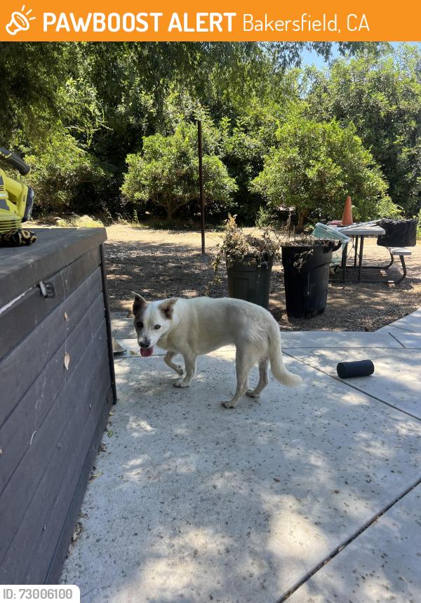 Found/Stray Male Dog last seen 7th standard & community dr, Bakersfield, CA 93314
