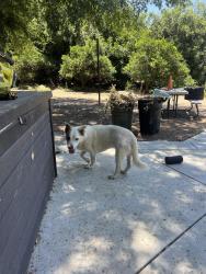 Found/Stray Male Dog last seen 7th standard & community dr, Bakersfield, CA 93314