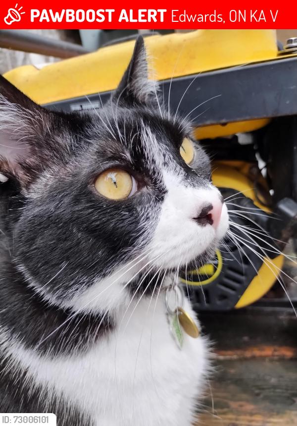 Lost Male Cat last seen York's corners and Parkway, Edwards, ON K0A 1V0
