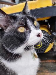 Lost Male Cat last seen York's corners and Parkway, Edwards, ON K0A 1V0